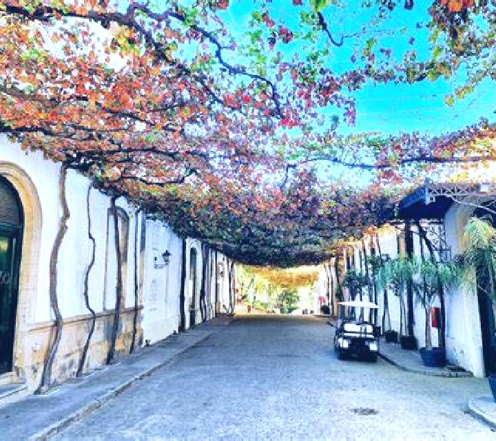 Cayetana Cigales escort