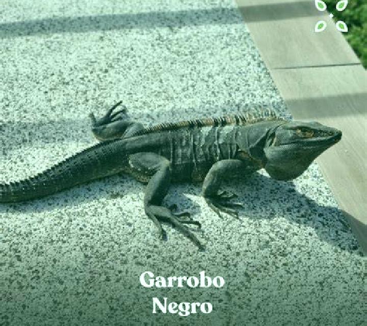 Cielo El Garrobo escort