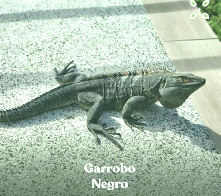 Estrella 3 Celorio escort