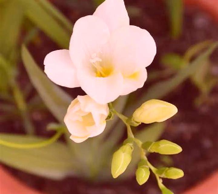 Laia 3 Sisamon escort