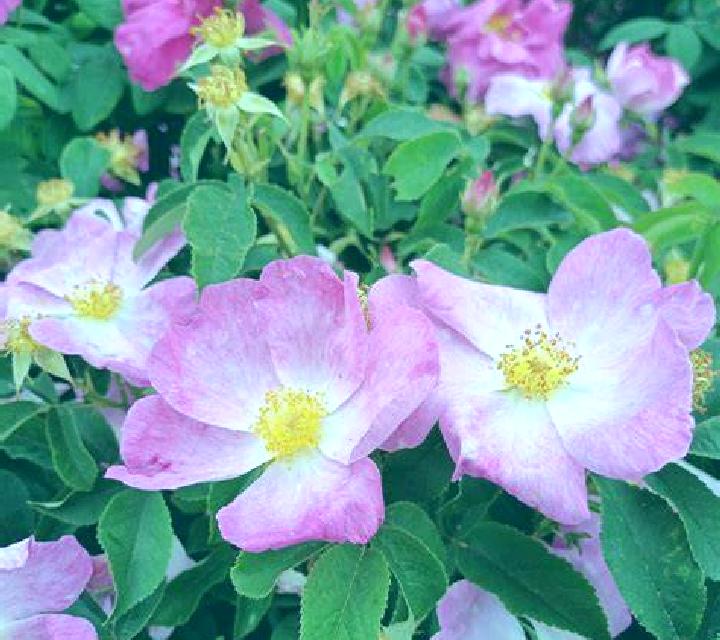 Rosa 2 Juzcar escort