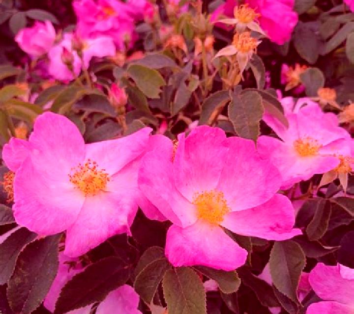 Rosa Gordexola escort