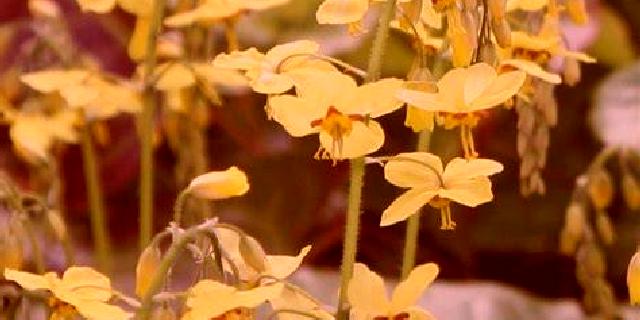 Salma Almedinilla escort
